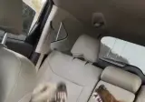 애견카페 간다는걸 눈치챈 댕댕이.jpg