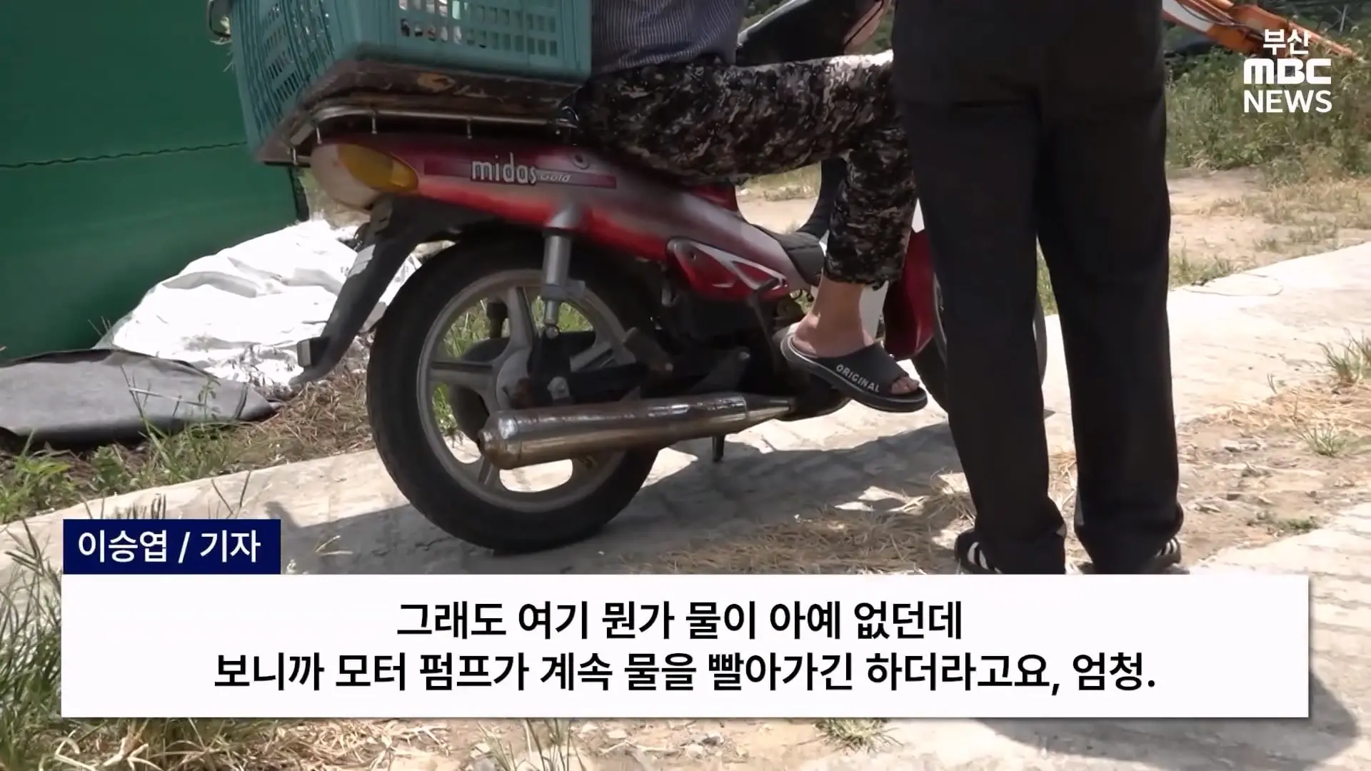금정산 드넓은 블루베리 농장. 취재 중에 나타난 업주의 변명 _ 자막뉴스_20260808_150434.584.jpg