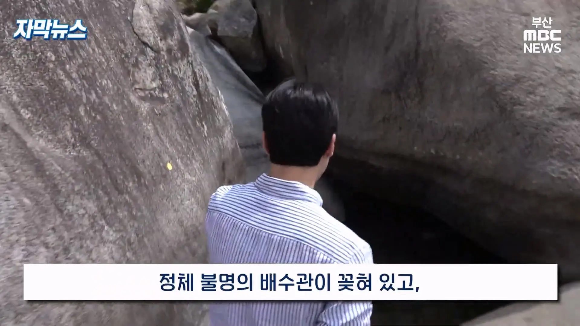 금정산 드넓은 블루베리 농장. 취재 중에 나타난 업주의 변명 _ 자막뉴스_20260808_150924.185.jpg