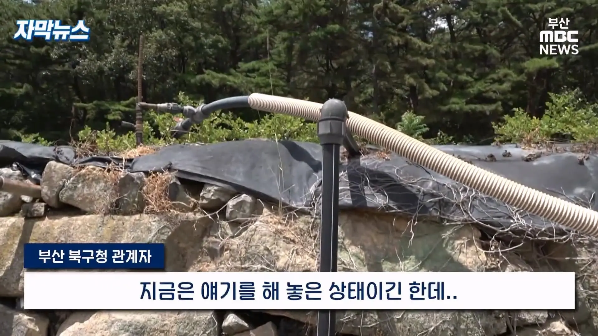 금정산 드넓은 블루베리 농장. 취재 중에 나타난 업주의 변명 _ 자막뉴스_20260808_151044.425.jpg