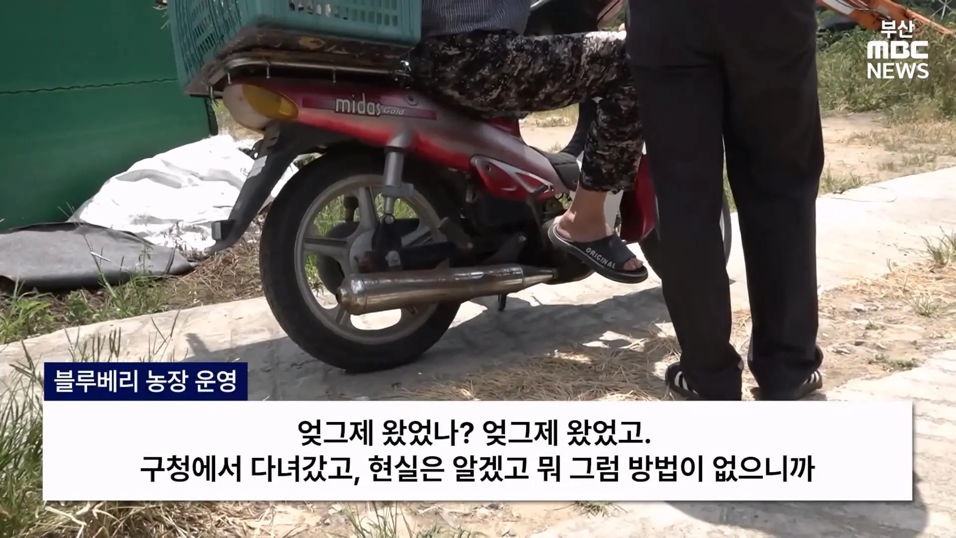 금정산 드넓은 블루베리 농장. 취재 중에 나타난 업주의 변명 _ 자막뉴스_20260808_150511.608.jpg