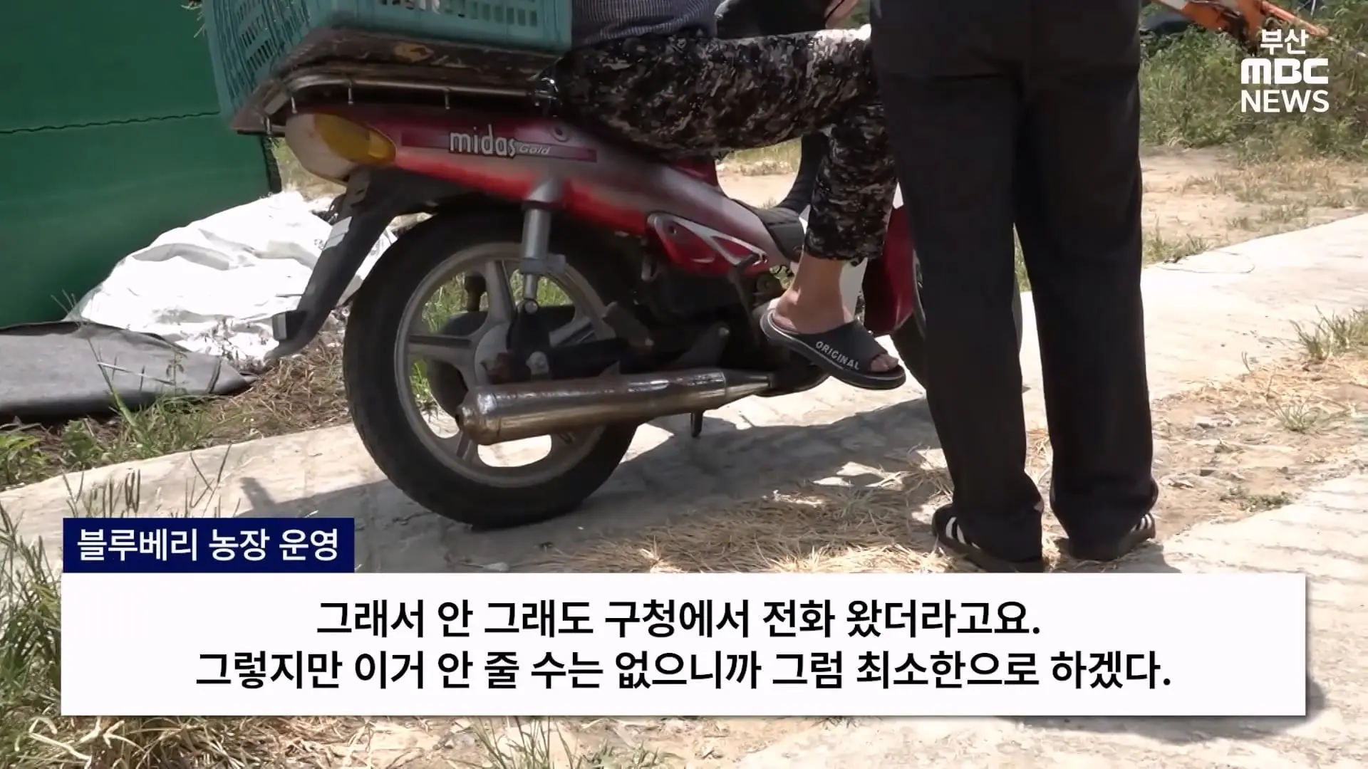 금정산 드넓은 블루베리 농장. 취재 중에 나타난 업주의 변명 _ 자막뉴스_20260808_150441.225.jpg