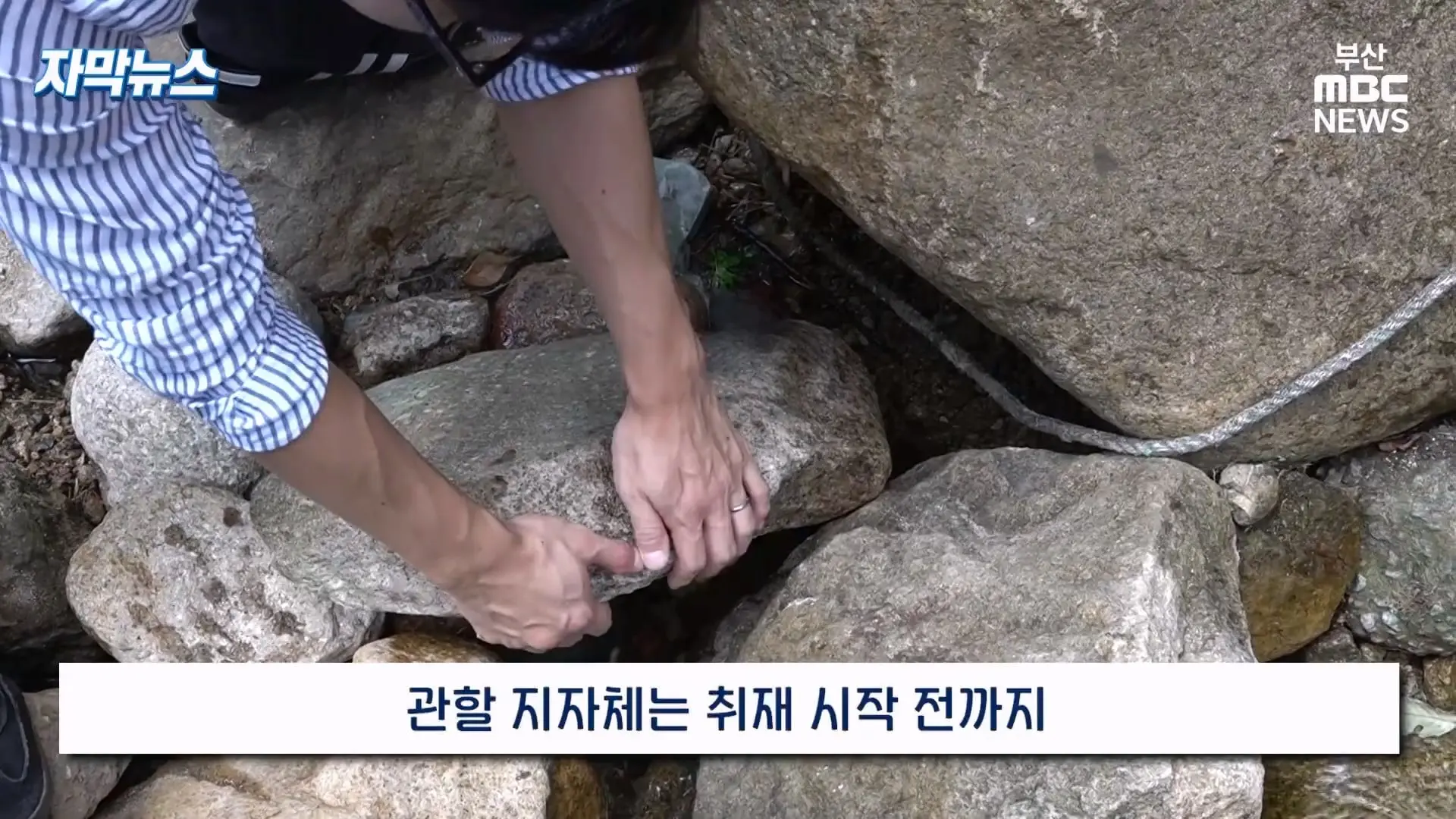 금정산 드넓은 블루베리 농장. 취재 중에 나타난 업주의 변명 _ 자막뉴스_20260808_151032.073.jpg