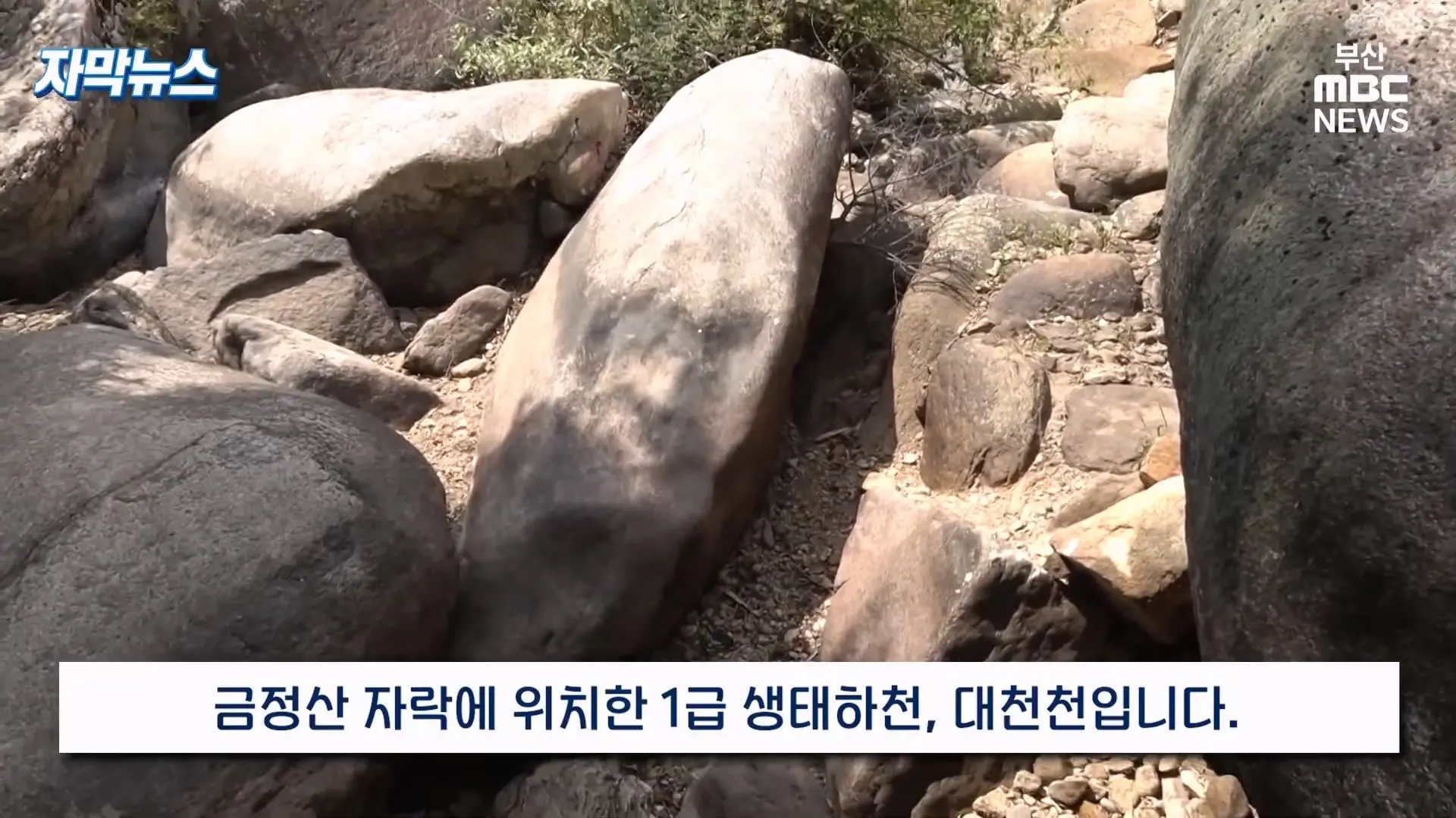 금정산 드넓은 블루베리 농장. 취재 중에 나타난 업주의 변명 _ 자막뉴스_20260808_150907.593.jpg