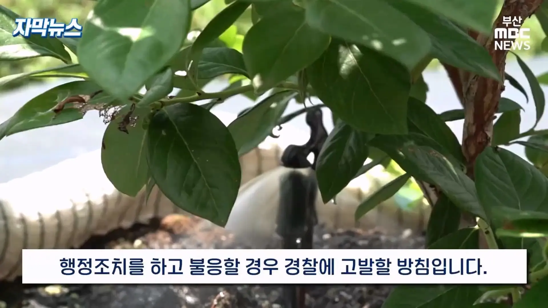 금정산 드넓은 블루베리 농장. 취재 중에 나타난 업주의 변명 _ 자막뉴스_20260808_151052.192.jpg