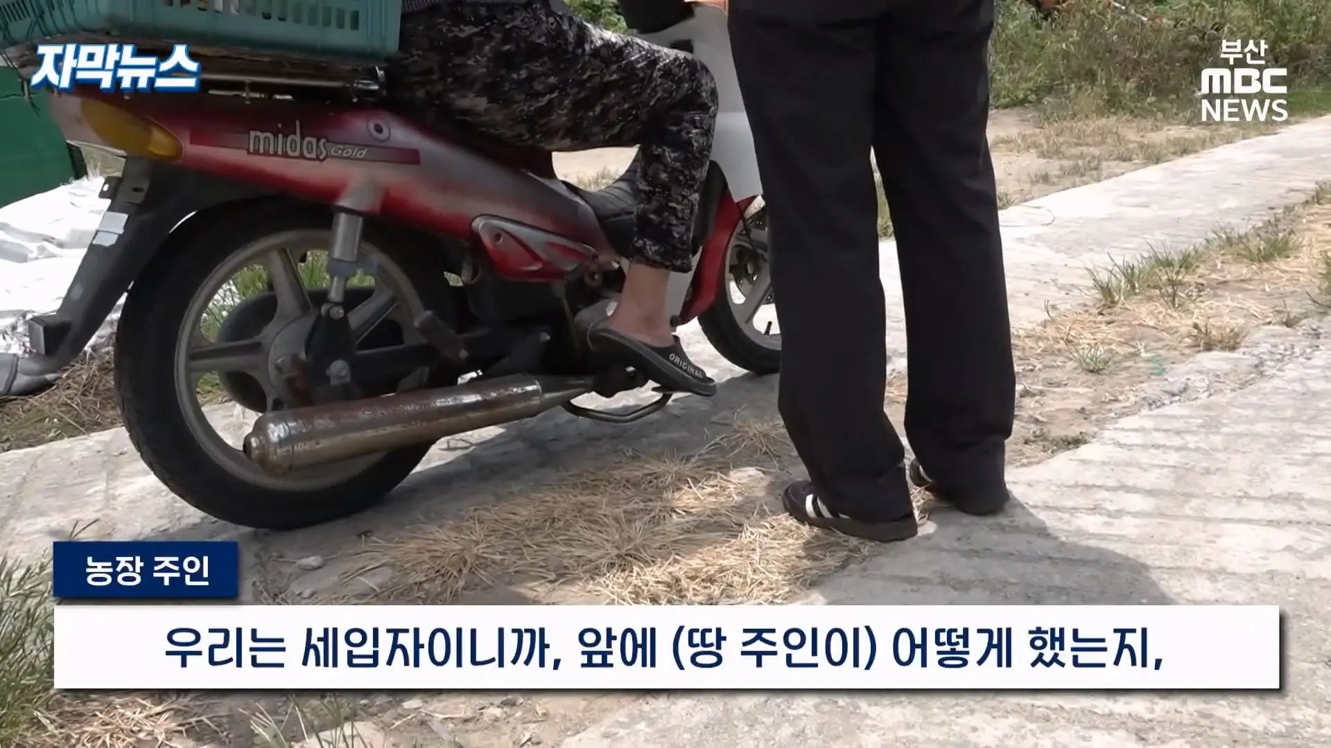 금정산 드넓은 블루베리 농장. 취재 중에 나타난 업주의 변명 _ 자막뉴스_20260808_151023.617.jpg