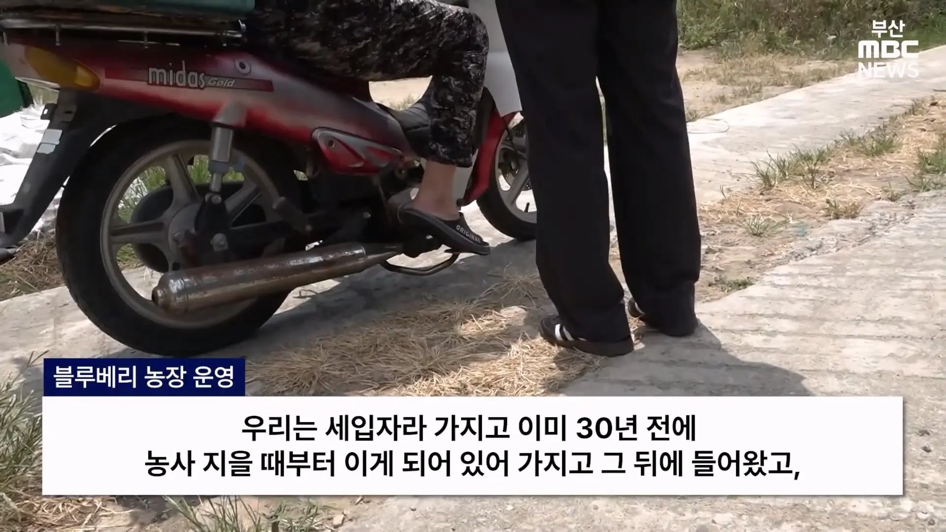 금정산 드넓은 블루베리 농장. 취재 중에 나타난 업주의 변명 _ 자막뉴스_20260808_150300.105.jpg