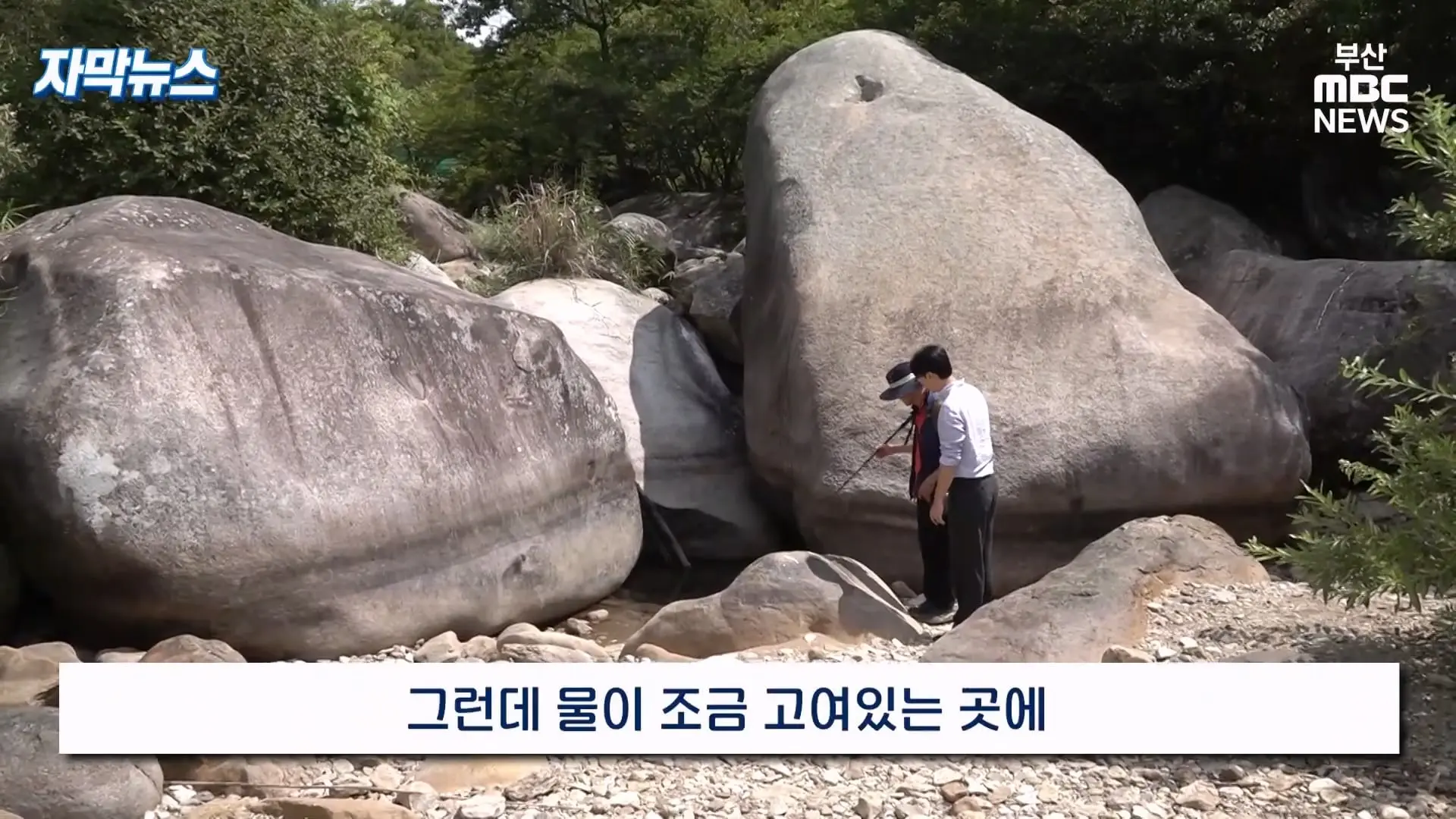 금정산 드넓은 블루베리 농장. 취재 중에 나타난 업주의 변명 _ 자막뉴스_20260808_150920.640.jpg