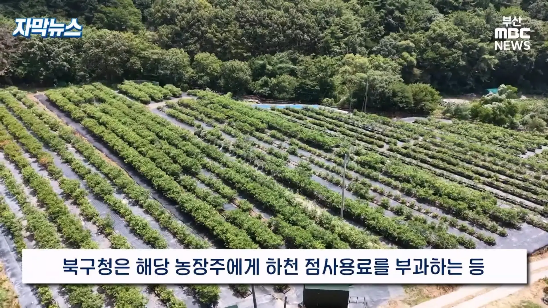 금정산 드넓은 블루베리 농장. 취재 중에 나타난 업주의 변명 _ 자막뉴스_20260808_151047.937.jpg