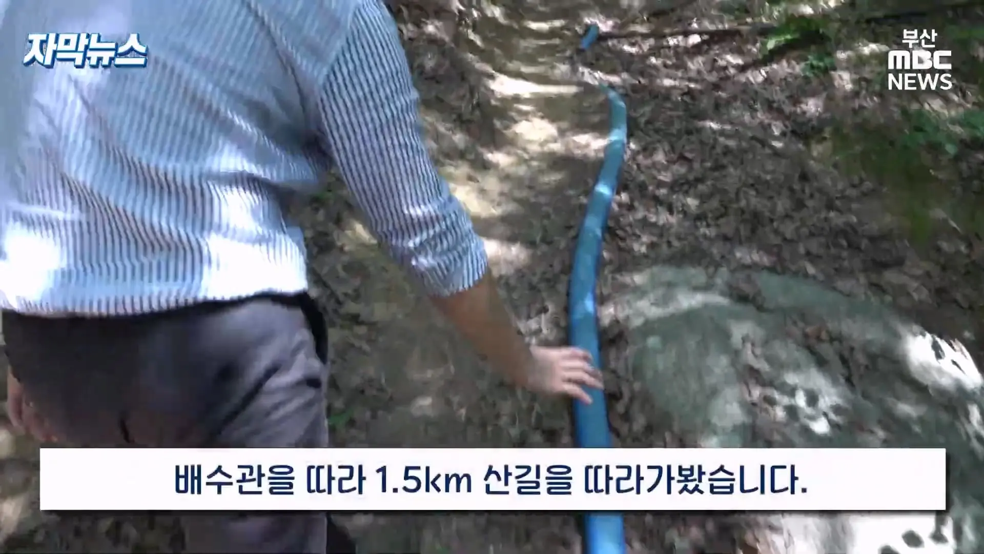금정산 드넓은 블루베리 농장. 취재 중에 나타난 업주의 변명 _ 자막뉴스_20260808_150935.977.jpg