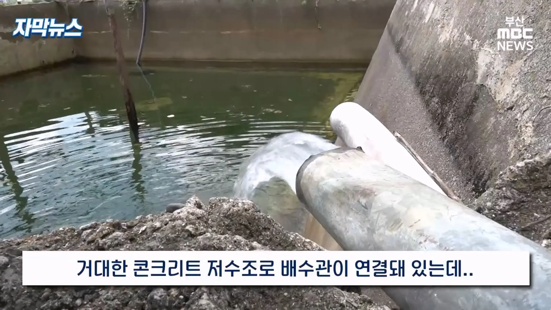 금정산 드넓은 블루베리 농장. 취재 중에 나타난 업주의 변명 _ 자막뉴스_20260808_150941.848.jpg