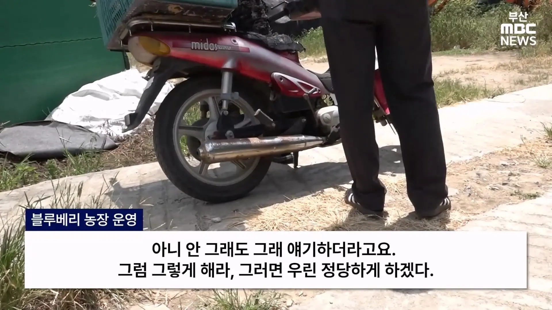 금정산 드넓은 블루베리 농장. 취재 중에 나타난 업주의 변명 _ 자막뉴스_20260808_150546.336.jpg