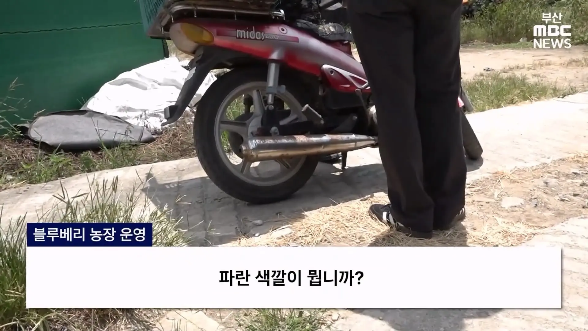 금정산 드넓은 블루베리 농장. 취재 중에 나타난 업주의 변명 _ 자막뉴스_20260808_150658.448.jpg