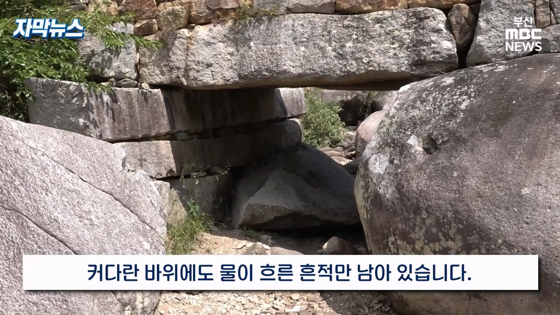 금정산 드넓은 블루베리 농장. 취재 중에 나타난 업주의 변명 _ 자막뉴스_20260808_150916.841.jpg