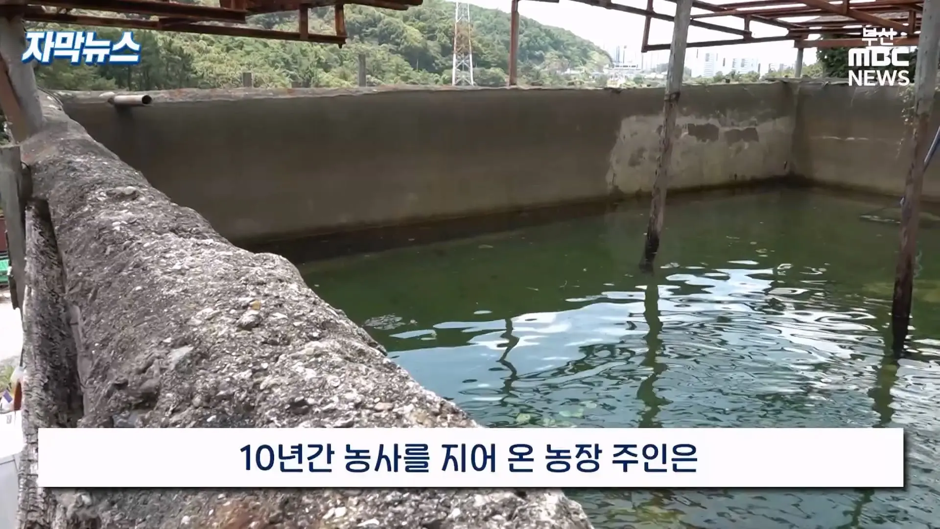 금정산 드넓은 블루베리 농장. 취재 중에 나타난 업주의 변명 _ 자막뉴스_20260808_151017.241.jpg