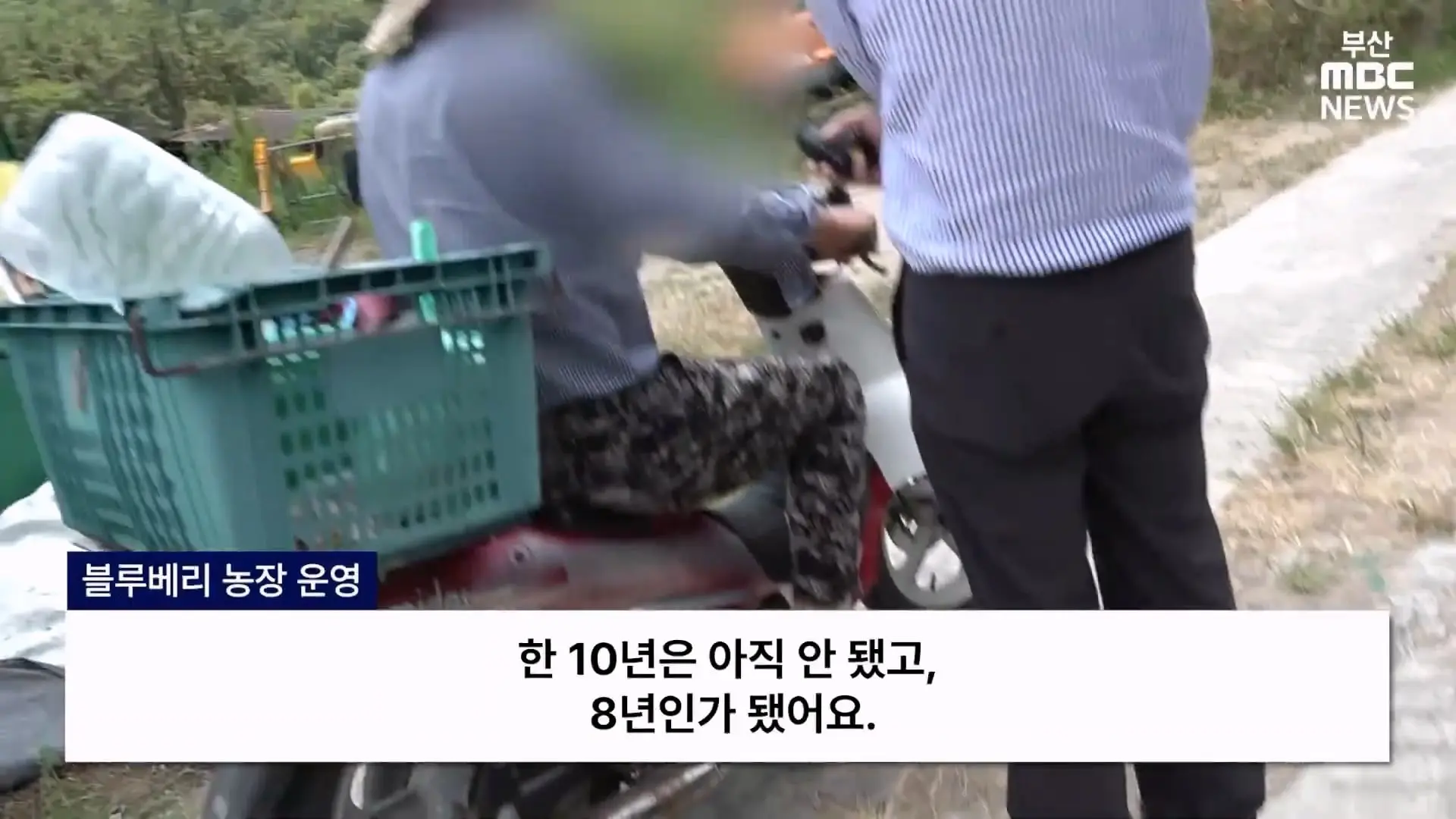 금정산 드넓은 블루베리 농장. 취재 중에 나타난 업주의 변명 _ 자막뉴스_20260808_150333.408.jpg