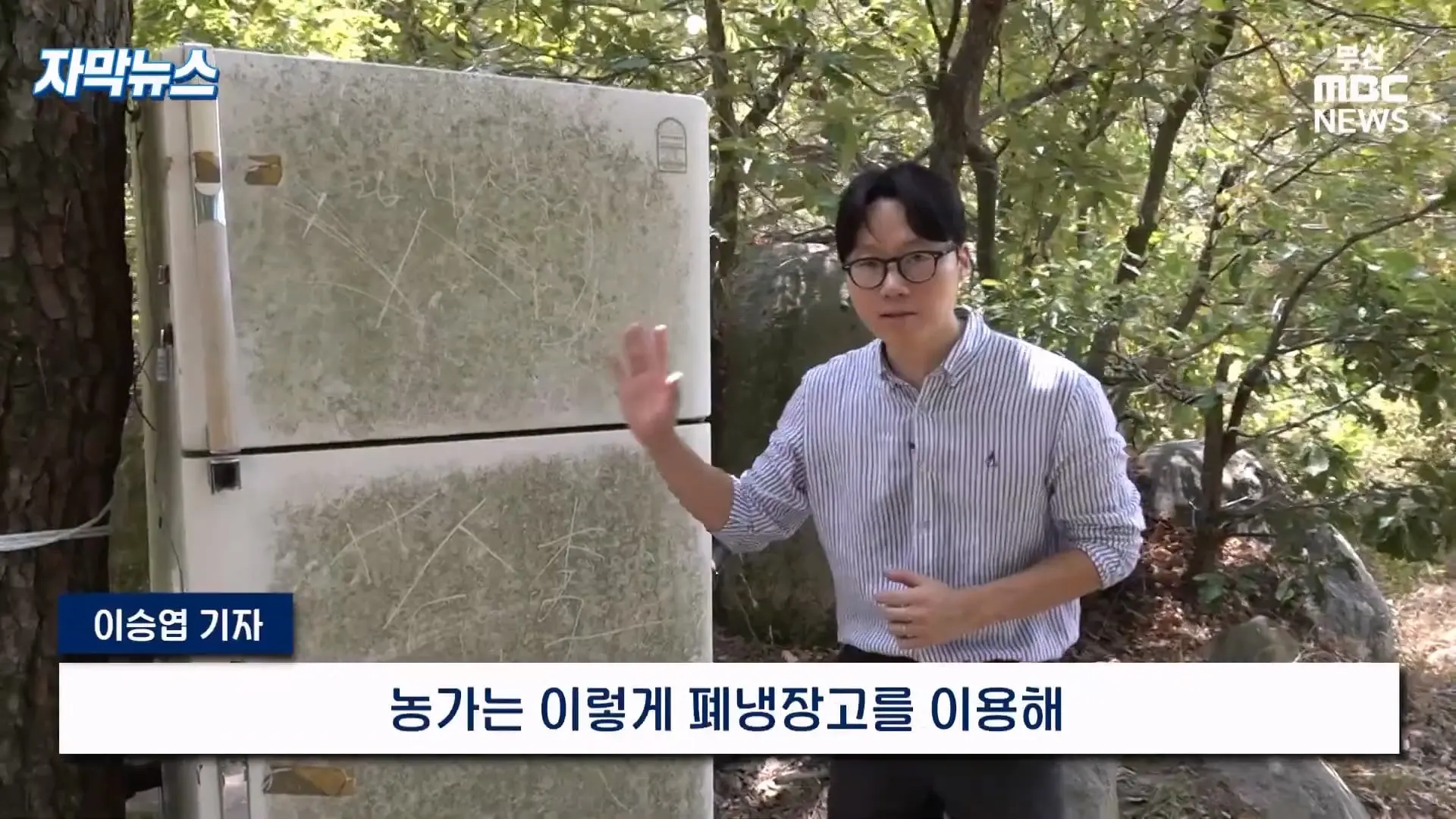 금정산 드넓은 블루베리 농장. 취재 중에 나타난 업주의 변명 _ 자막뉴스_20260808_151009.416.jpg