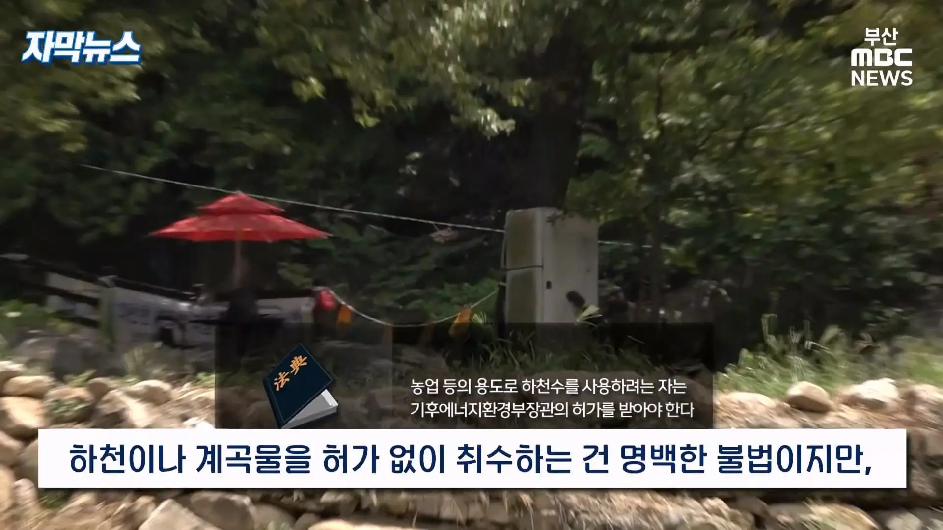 금정산 드넓은 블루베리 농장. 취재 중에 나타난 업주의 변명 _ 자막뉴스_20260808_151001.120.jpg