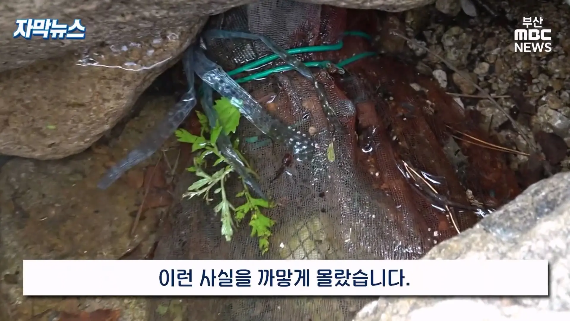 금정산 드넓은 블루베리 농장. 취재 중에 나타난 업주의 변명 _ 자막뉴스_20260808_151034.976.jpg