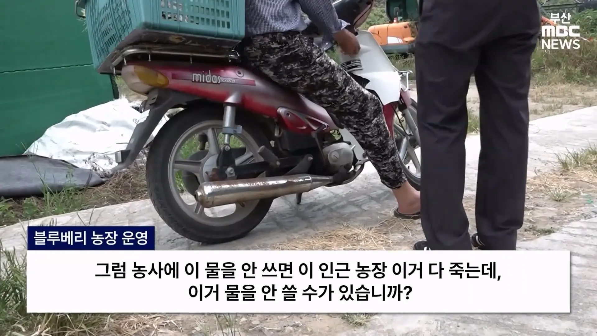 금정산 드넓은 블루베리 농장. 취재 중에 나타난 업주의 변명 _ 자막뉴스_20260808_150357.849.jpg