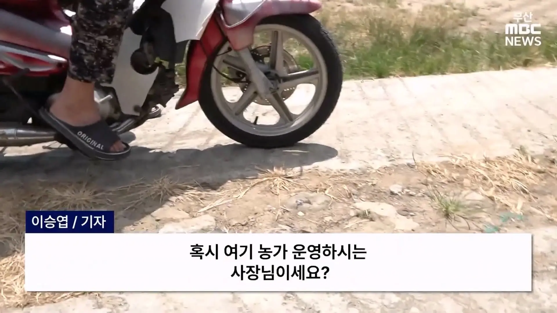 금정산 드넓은 블루베리 농장. 취재 중에 나타난 업주의 변명 _ 자막뉴스_20260808_150234.569.jpg
