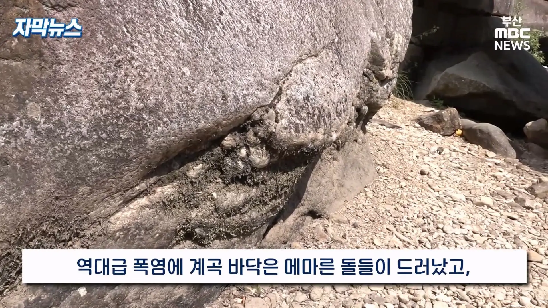 금정산 드넓은 블루베리 농장. 취재 중에 나타난 업주의 변명 _ 자막뉴스_20260808_150910.905.jpg