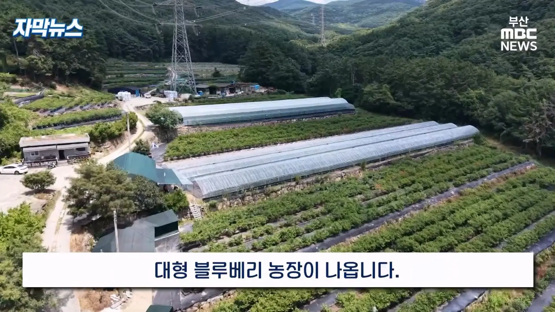 금정산 드넓은 블루베리 농장. 취재 중에 나타난 업주의 변명 _ 자막뉴스_20260808_150948.881.jpg