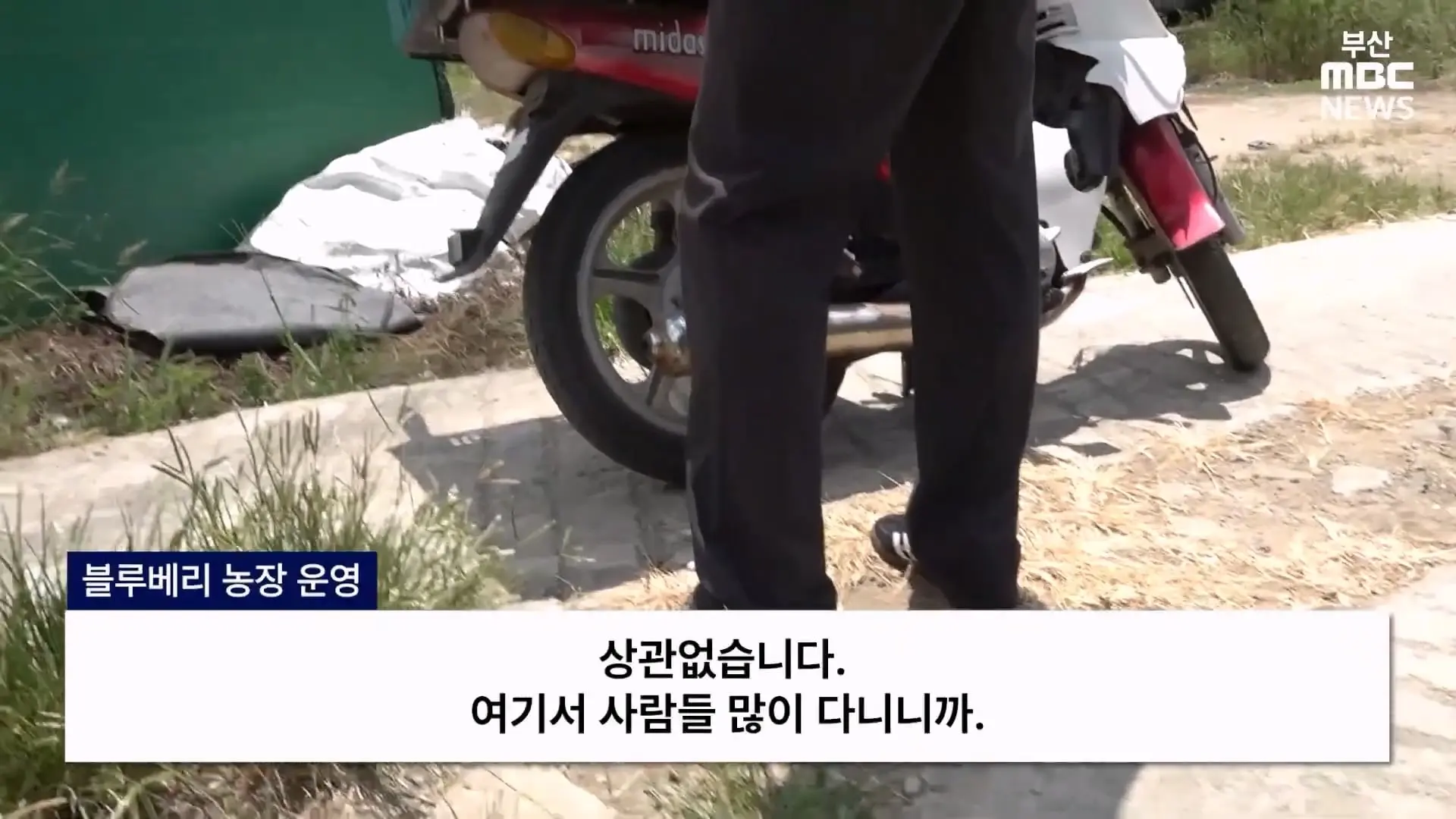 금정산 드넓은 블루베리 농장. 취재 중에 나타난 업주의 변명 _ 자막뉴스_20260808_150821.449.jpg