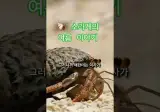 순서 기다리다 병뚜껑에 정착한 소라게 실화