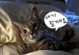 집사를 따라하는 고양이들의 카피캣 습성.jpg
