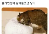 물개인형이 맘에 들었던 고앵이
