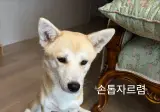 나 손톱 좀 자르라고 자기꺼 발톱깎이 물어다줌 ㅜㅜ.jpg