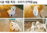 시골개들 특징
