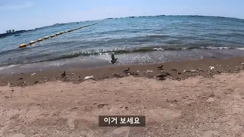 한국인 관광객이 사라져버린 태국 파타야의 충격적인 현재 근황.mp4_20260813_103534.804.jpg