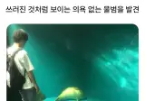 의욕없는 물범 발견