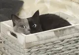 가끔 보이는 투페이스 고양이.jpg