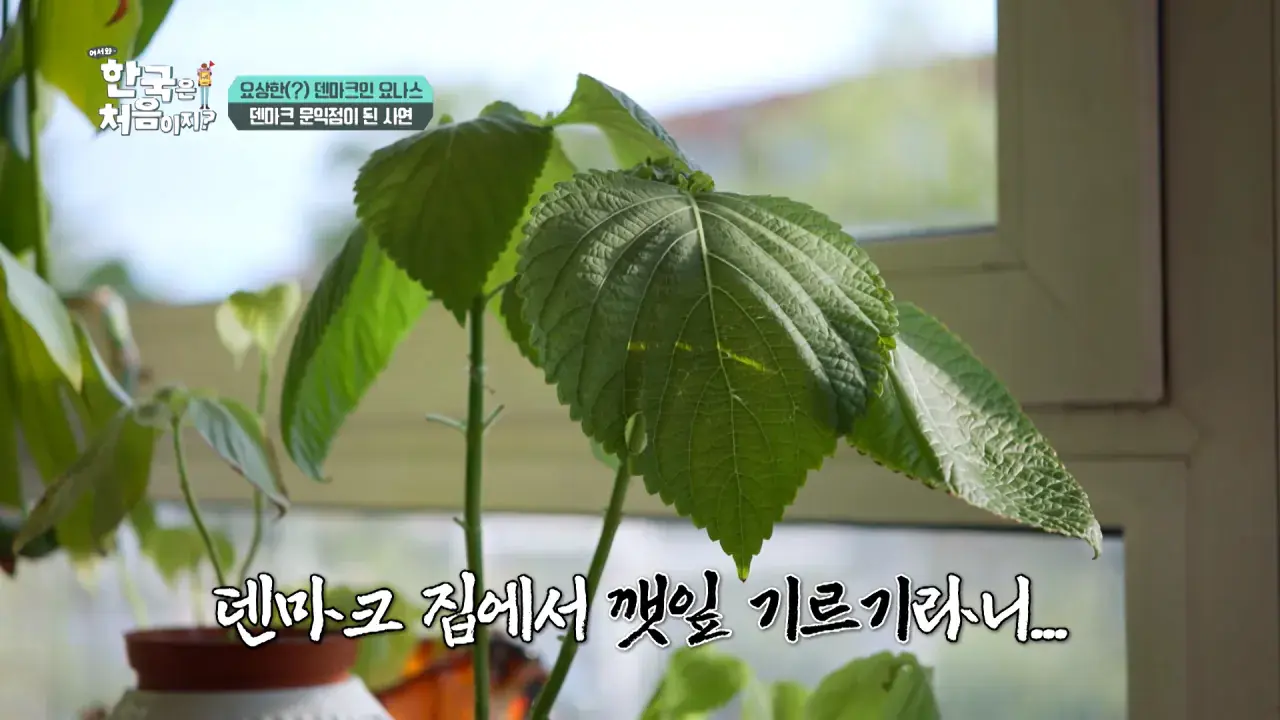 5e2a2c2bda5b087d761dba8639b95ac3.png 한국을 너무 좋아하는 덴마크인.jpg