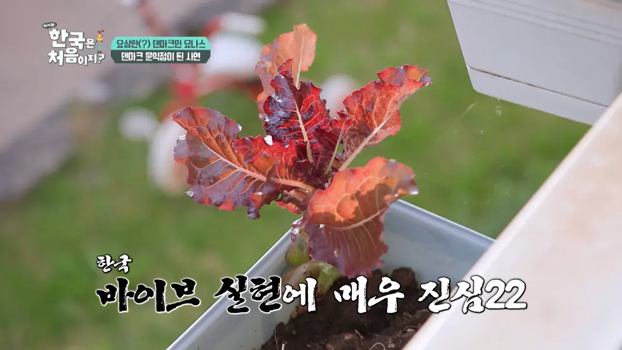 e199269660d201ea0367462a9edc092f.png 한국을 너무 좋아하는 덴마크인.jpg