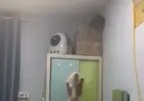높은곳을 좋아하던 아기 냥이