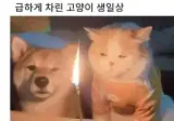 급하게 차려준 고양이 생일상