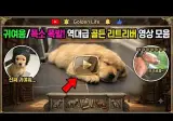 아기 인절미 레전드 영상 모음