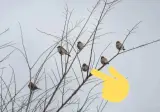 혼자만 힘들게 앉아 있는 참새
