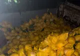 밤샘 복숭아 작업 중입니다.