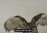 날아다니는 소리가 전혀 안나는 조류.mp4