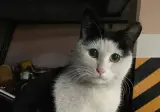 길고양이 이름이 양락이인 이유..