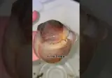 바다에 사는 큰구슬우렁이 뭘까?? 통골뱅이탕