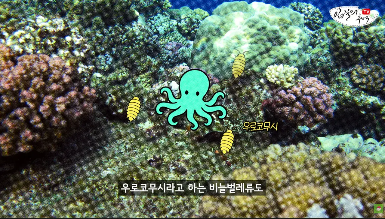 캡처_2026_08_14_19_58_52_603.png 문어 사먹을 때 조심해야 하는 것 ㄷㄷㄷㄷ