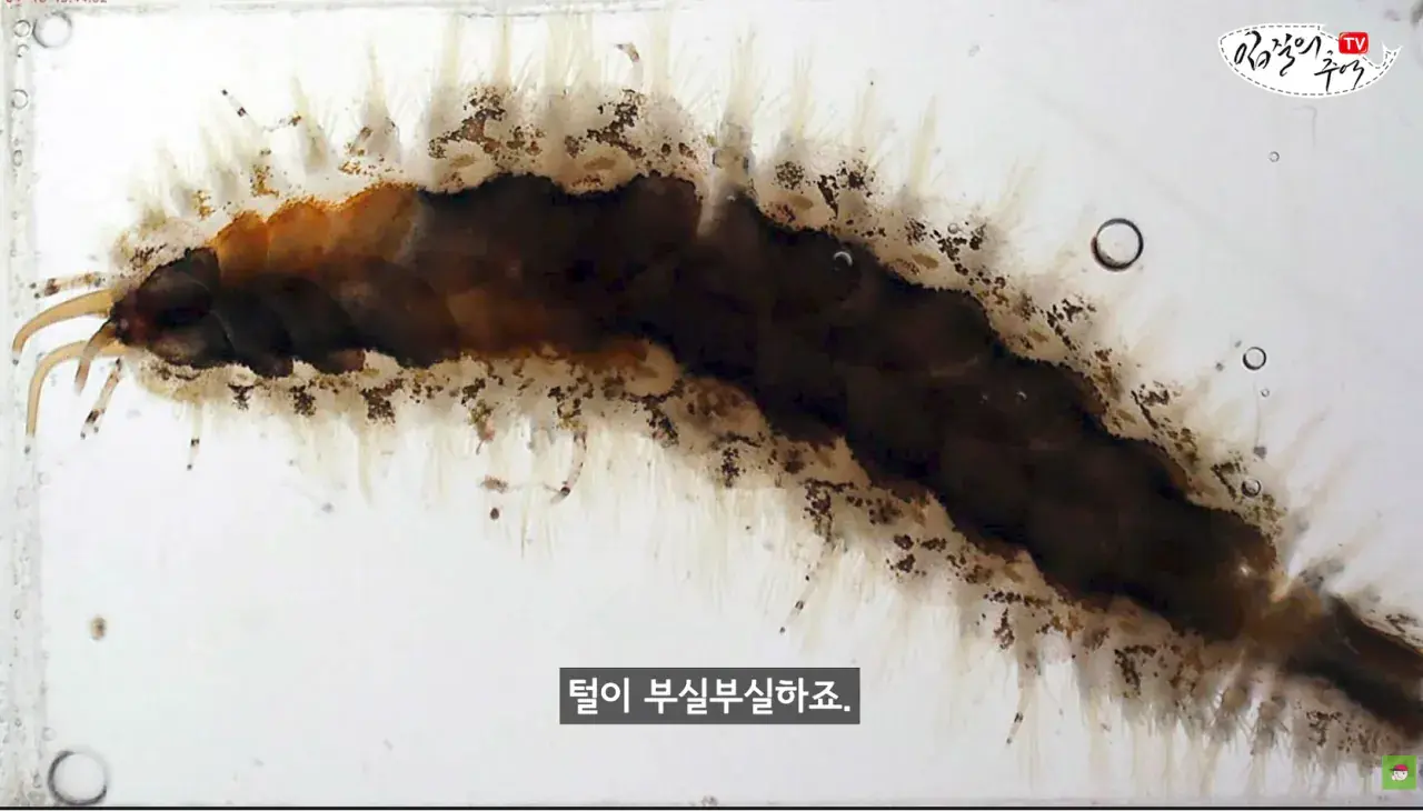 캡처_2026_08_14_19_58_48_590.png 문어 사먹을 때 조심해야 하는 것 ㄷㄷㄷㄷ