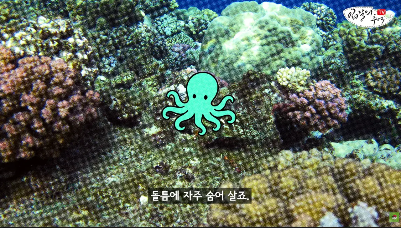 캡처_2026_08_14_19_58_51_23.png 문어 사먹을 때 조심해야 하는 것 ㄷㄷㄷㄷ