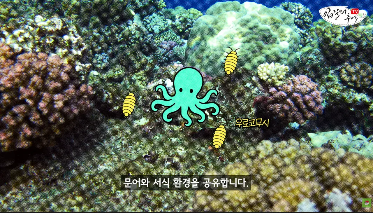 캡처_2026_08_14_19_58_54_406.png 문어 사먹을 때 조심해야 하는 것 ㄷㄷㄷㄷ